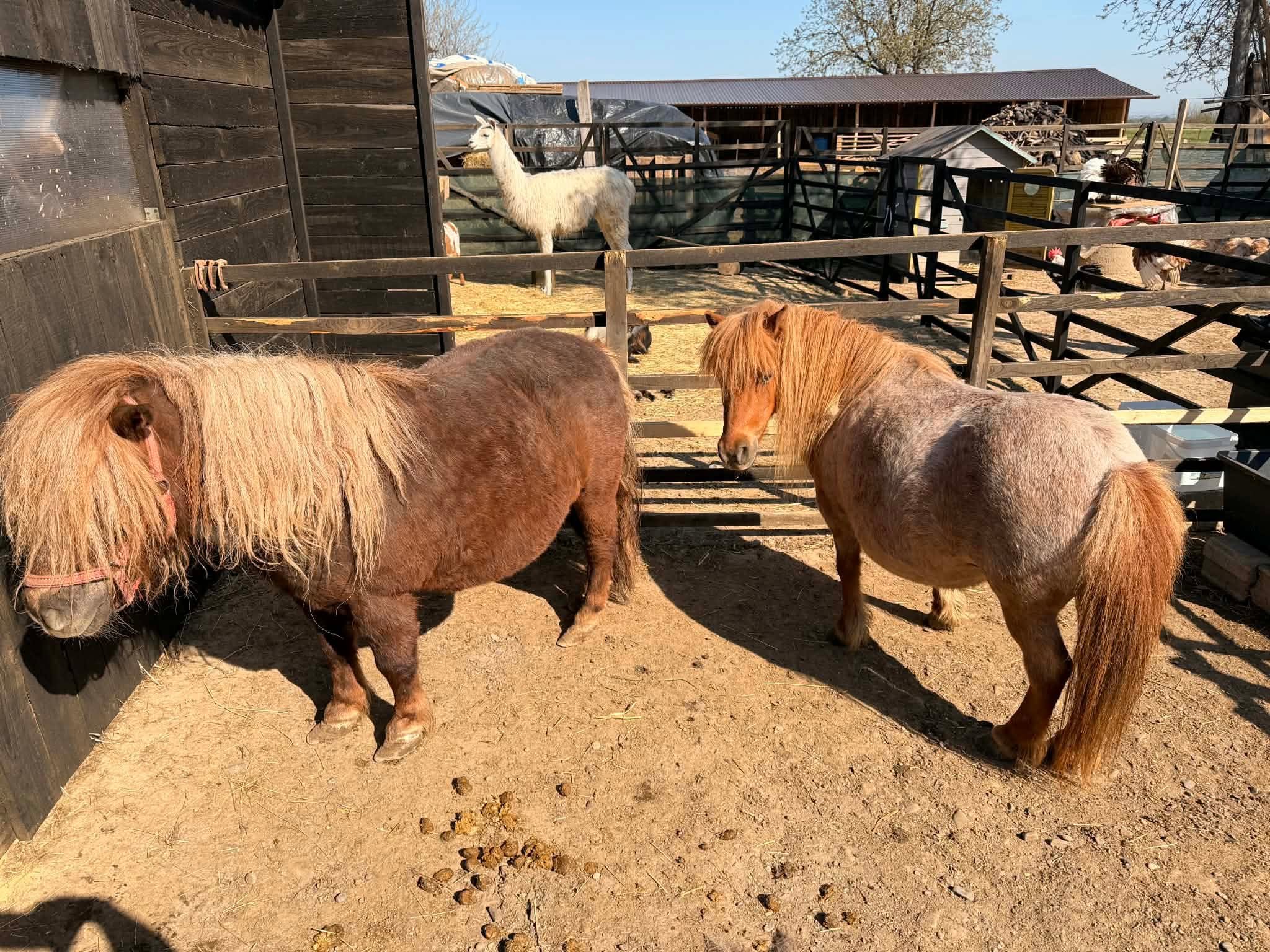 Mini-ferme și grădini zoologice, tot mai căutate de familii în weekend. Foto: Facebook Ograda de Poveste