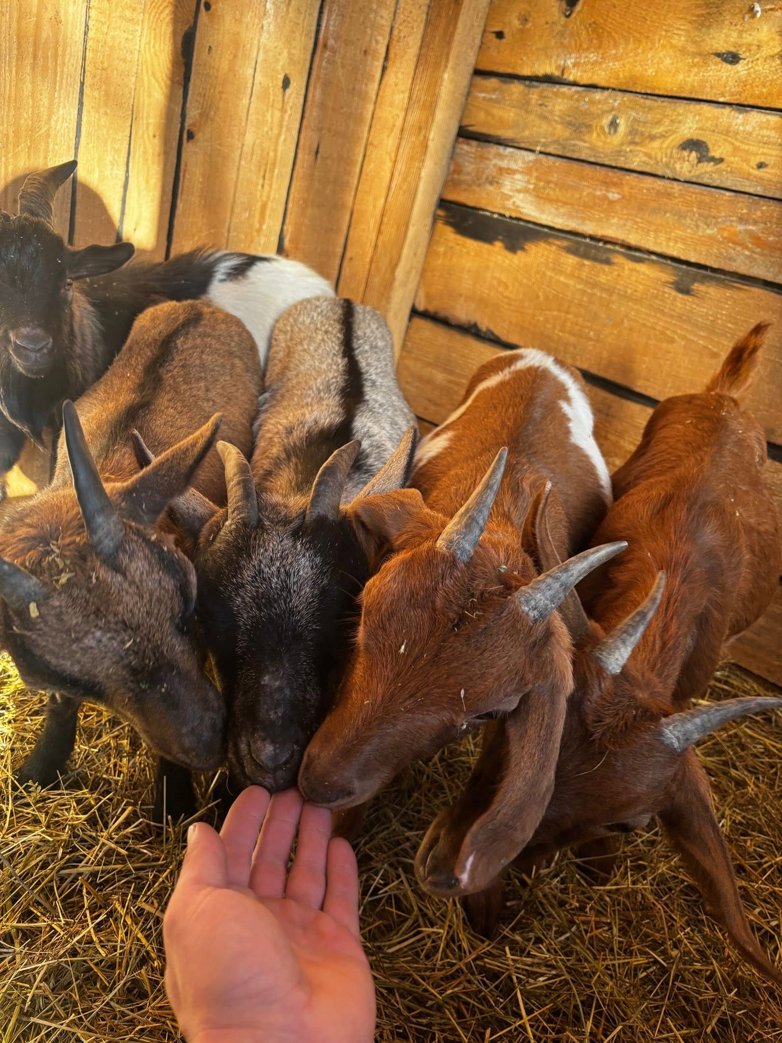 Locurile din județul Suceava unde copiii pot descoperi lumea animalelor. Foto: Facebook Ograda de Poveste