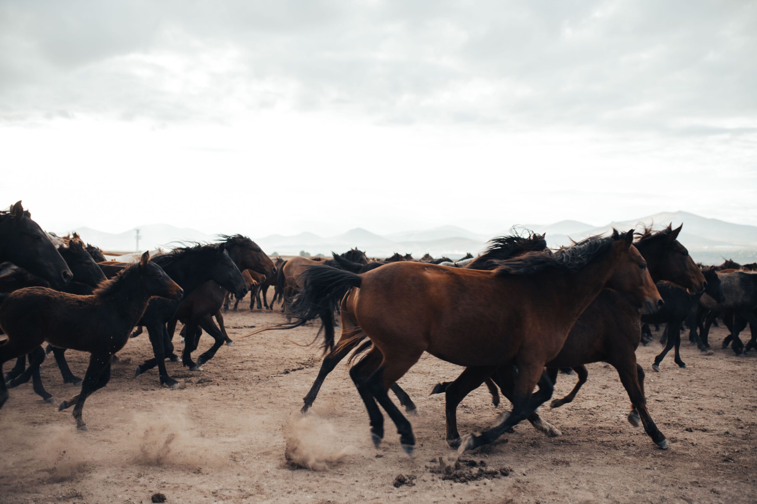 Supraviețuirea într-un mediu dur, cu puțină apă și hrană, a făcut ca aceste animale să devină extrem de rezistente. Foto: pexels.com