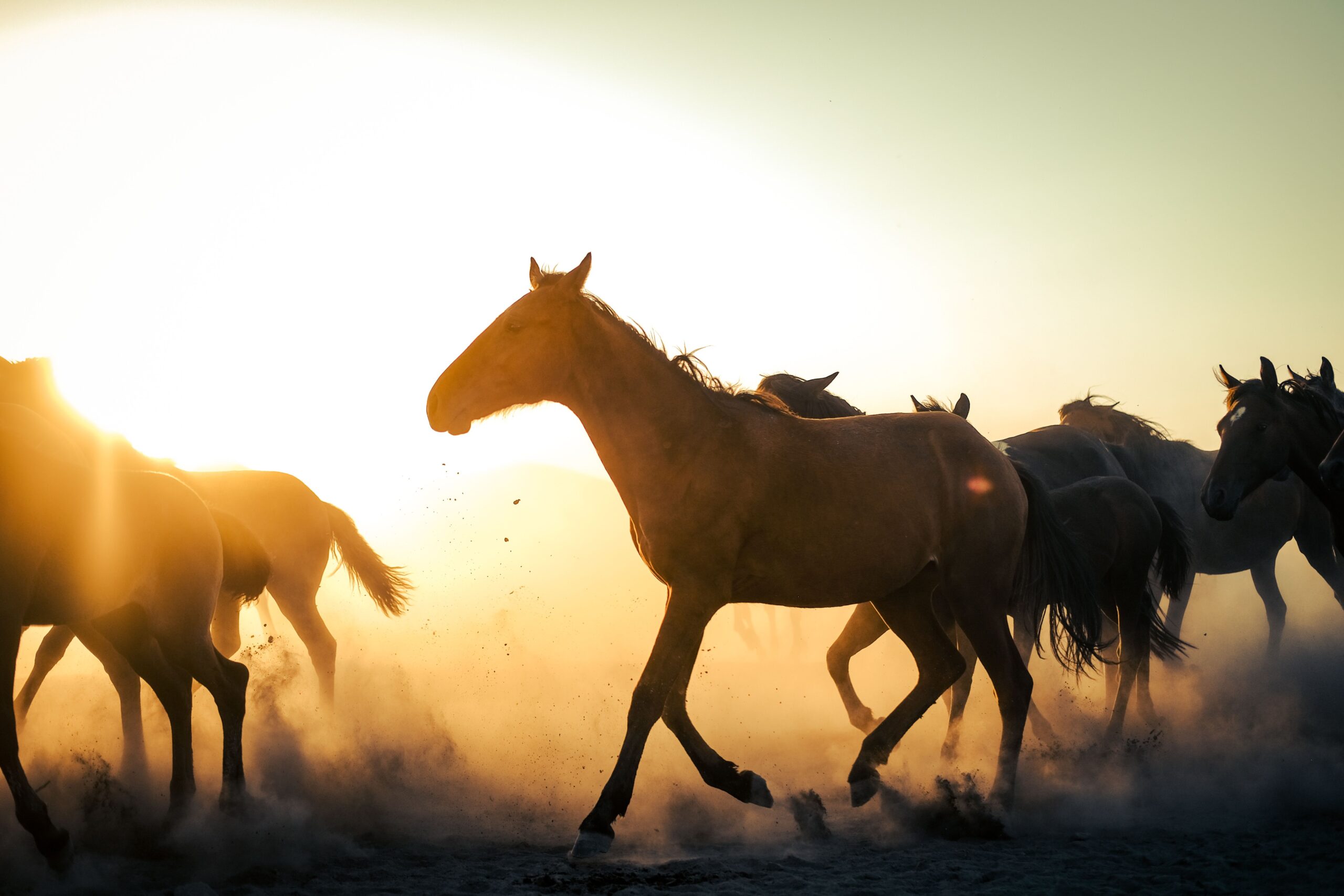 Mustangii, caii sălbatici ai Americii. Foto: pexels.com