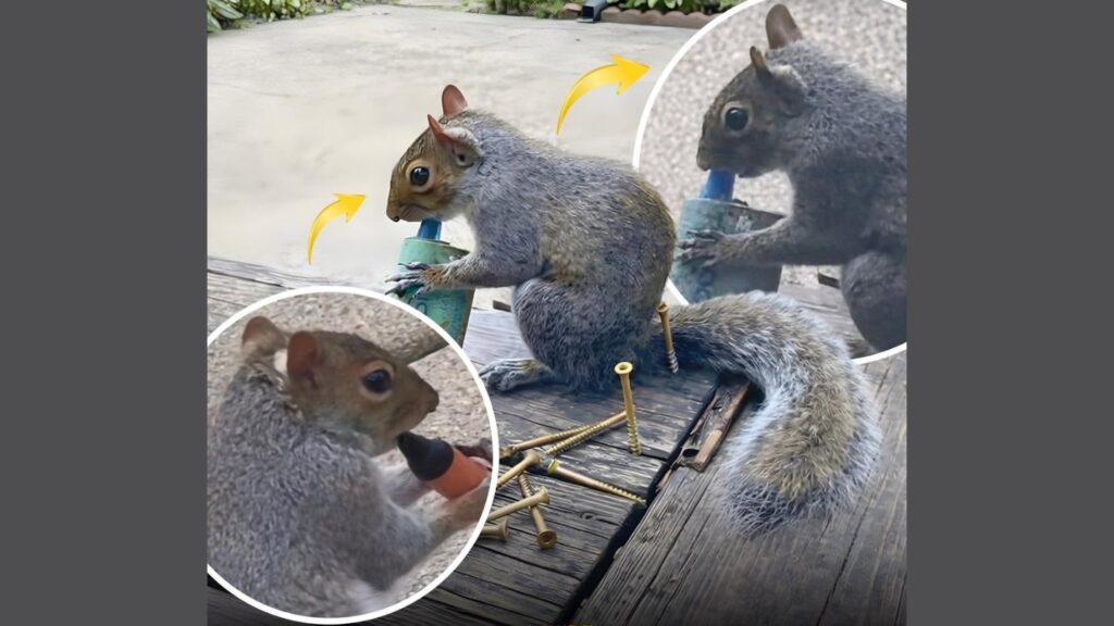 O veveriță a fost filmată „fumând” o țigară electronică în parc. Sursa foto: capturi video YouTube
