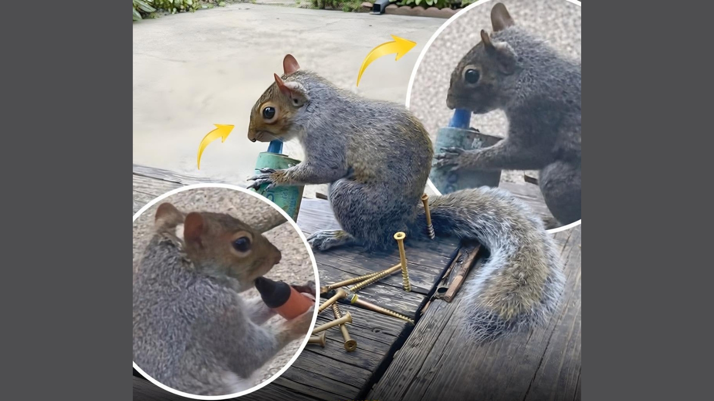 O veveriță a fost filmată „fumând” o țigară electronică în parc. Sursa foto: capturi video YouTube
