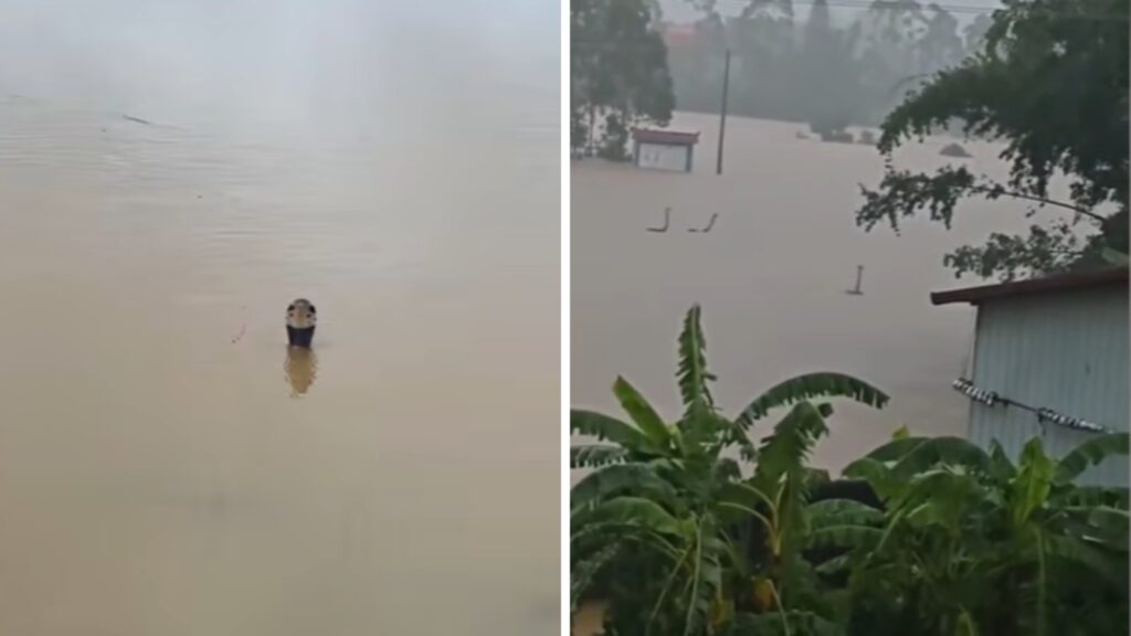 Până la 900 de șerpi, inclusiv cobre veninoase, au scăpat dintr-o fermă după inundațiile din China. Sursa foto: capturi video YouTube / ANTARA News