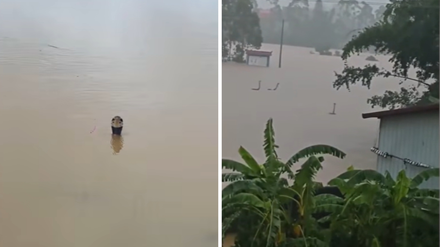 Până la 900 de șerpi, inclusiv cobre veninoase, au scăpat dintr-o fermă după inundațiile din China. Sursa foto: capturi video YouTube / ANTARA News