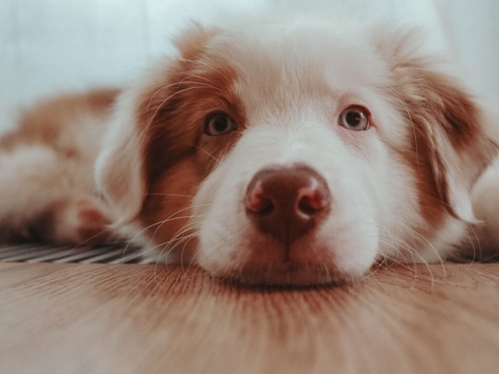 Pericolul din casa ta care poate favoriza apariția cancerului la câini. Foto: pexels.com