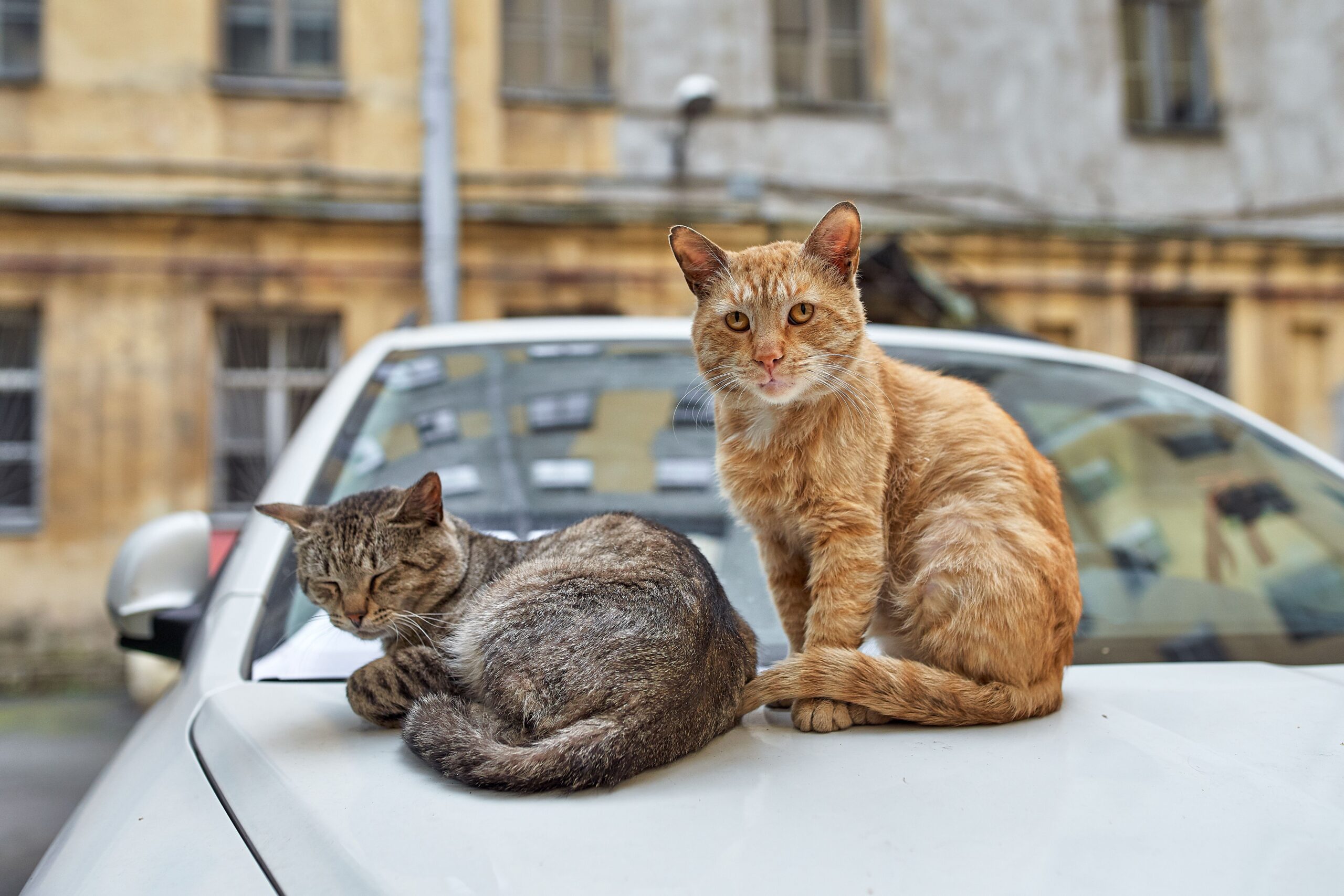 Acomodarea ar trebui începută cu câteva săptămâni înainte de plecare. Foto: pexels.com