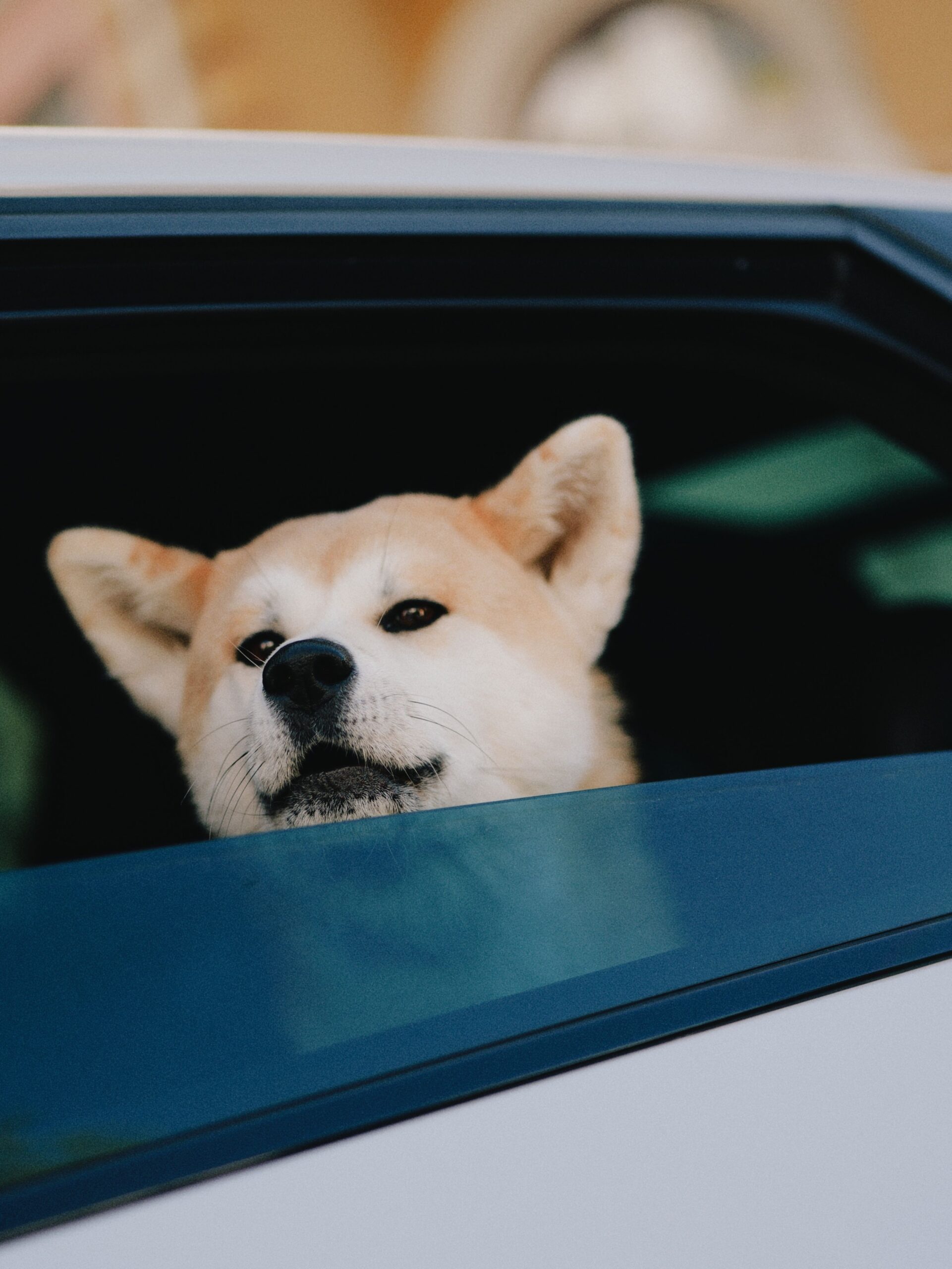 medicii veterinari atrag atenția că nu toate animalele suportă bine schimbările de mediu. Foto: pexels.com