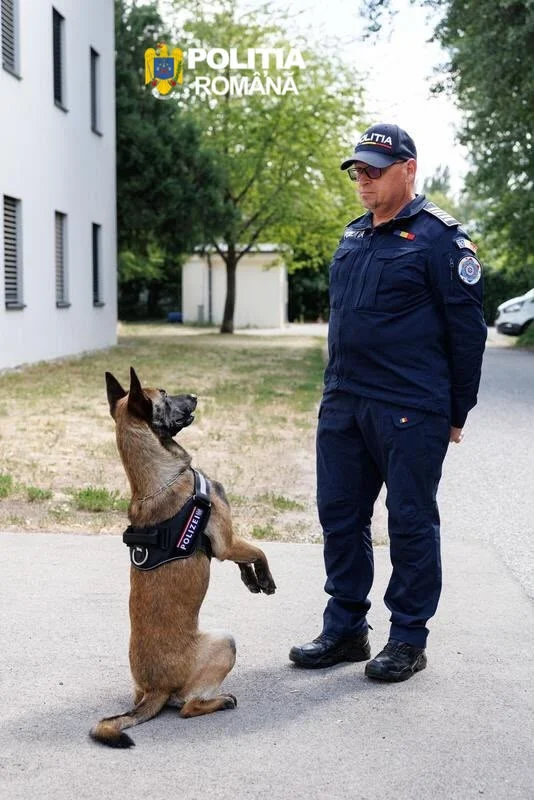 Biodetecția este o metodă folosită în investigațiile criminalistice care valorifică simțul olfactiv excepțional al câinilor special antrenați. Foto: Poliția Română