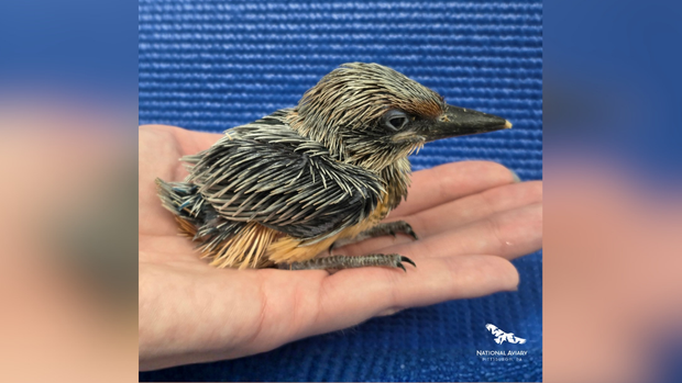 Un pui de pescăruș de Guam, pasăre dispărută din sălbăticie de peste 40 de ani, s-a născut la o volieră din SUA. Foto: National Aviary
