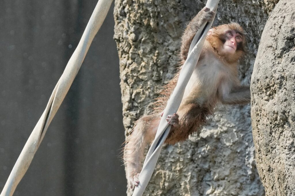 Punch se joacă la Grădina Zoologică și Botanică a orașului Ichikawa, la est de Tokyo, joi, 23 iulie 2026. Sursa foto: Eugene Hoshiko / AP / Profimedia