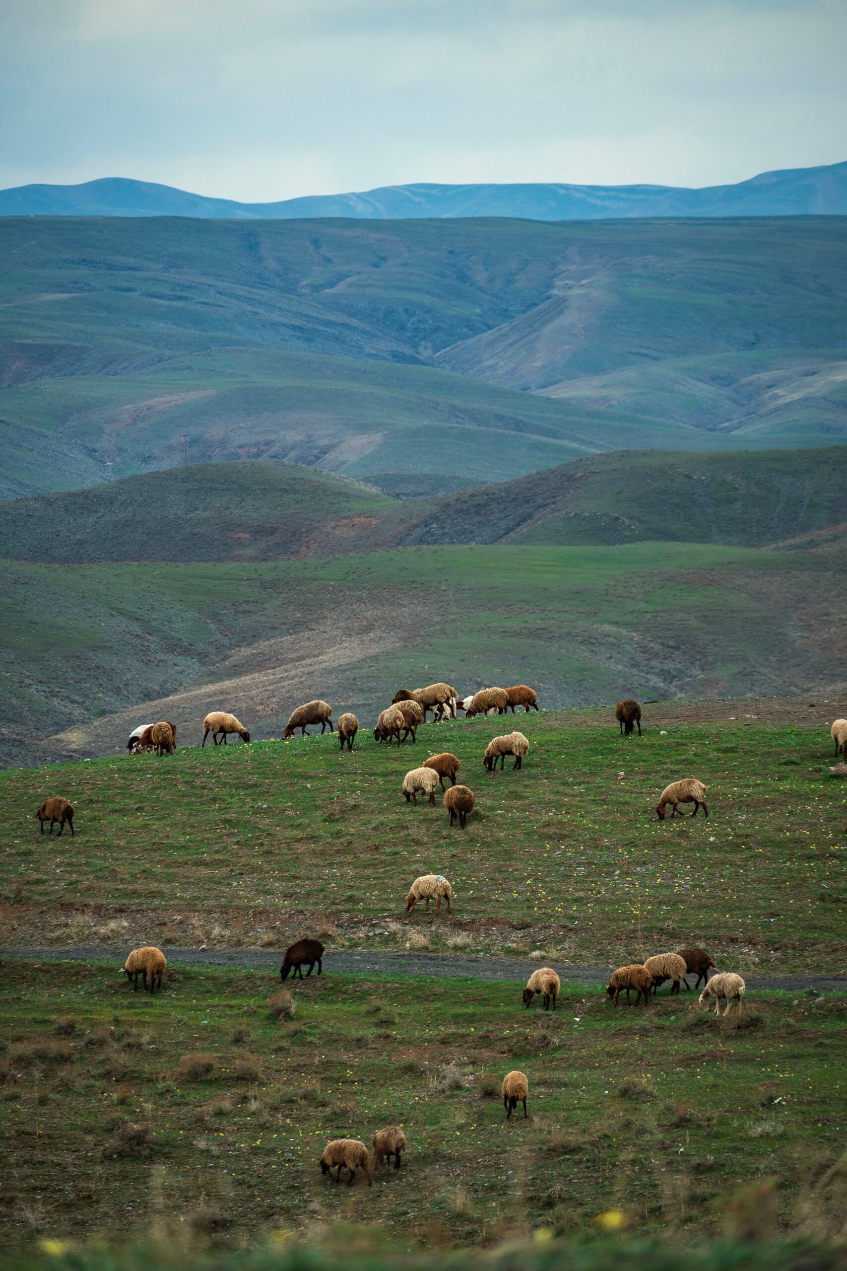 Cu o suprafață de aproximativ două ori și jumătate mai mare decât Texasul, Iranul găzduiește o biodiversitate impresionantă. Foto: pexels.com
