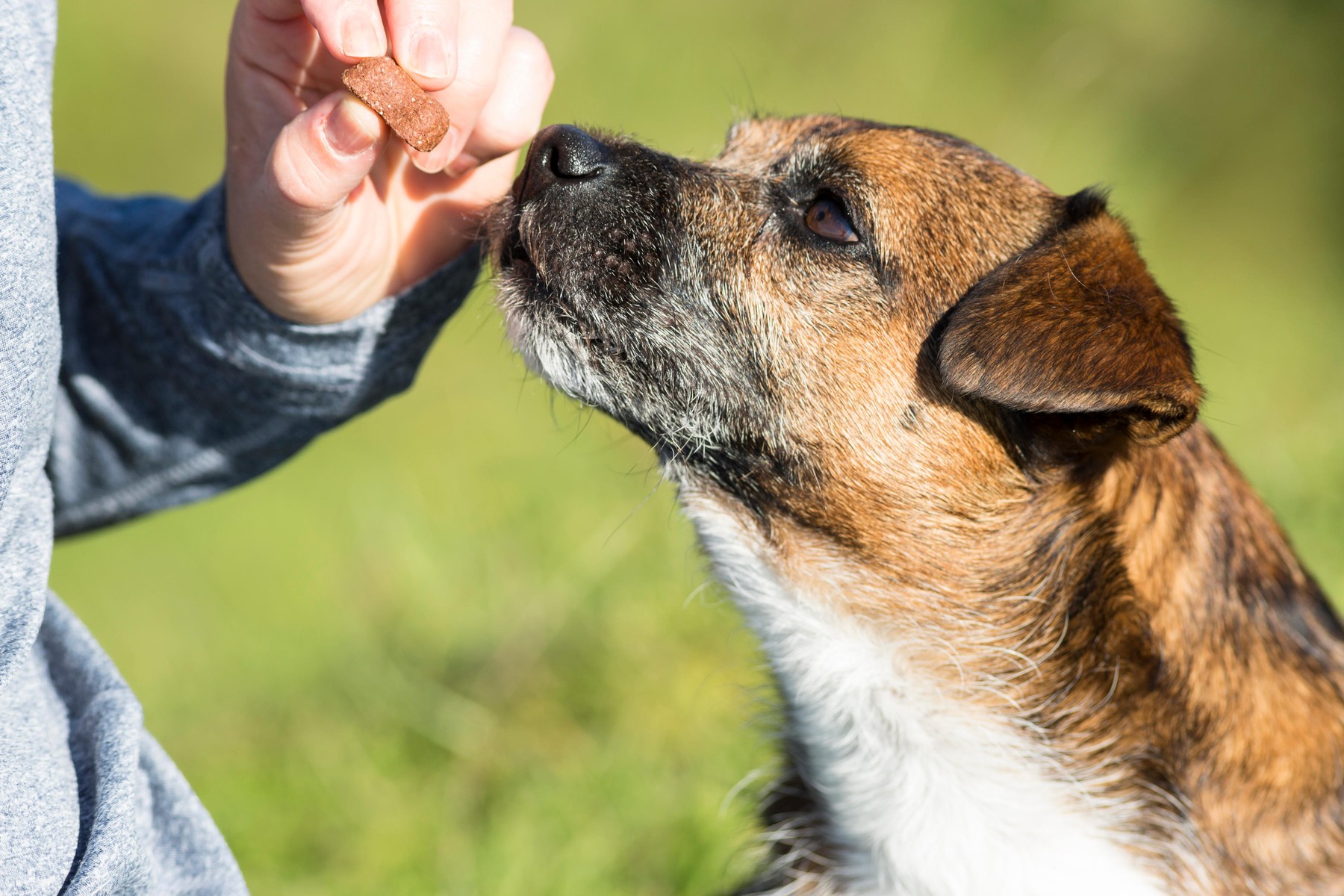 Recompensele pentru câini, între răsfăț și alegere responsabilă. Cum știm ce cumpărăm. Sursa foto: Kemphoto animals/wildlife / Alamy / Profimedia