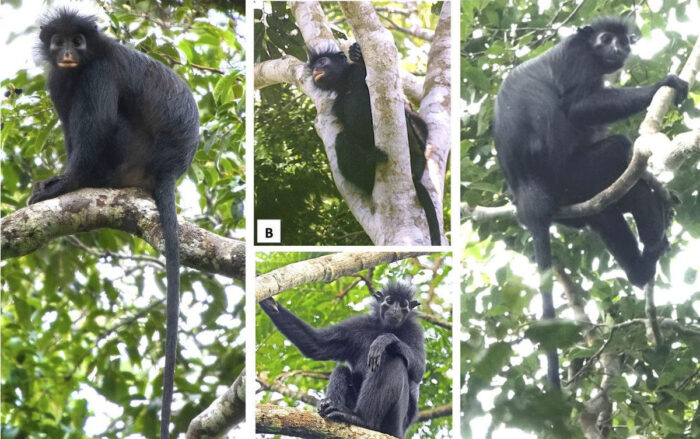 O nouă specie de maimuță a fost descoperită în Congo. Primatul are buze portocalii și un aspect neobișnuit