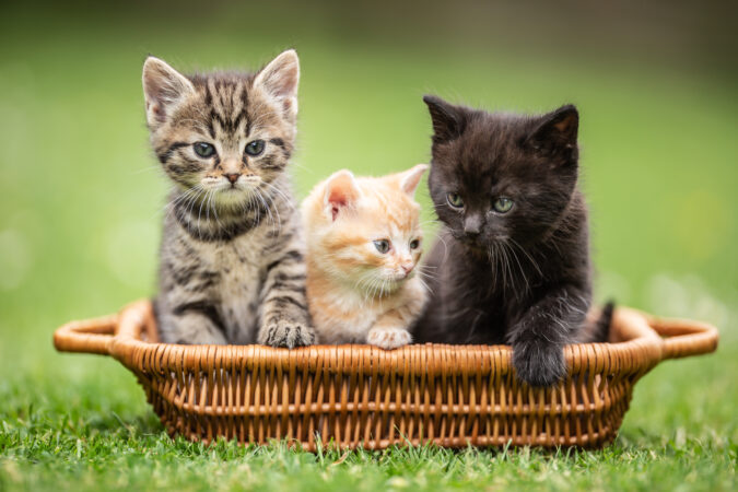 11 lucruri adorabile și surprinzătoare despre puii de pisică. Unele te vor uimi