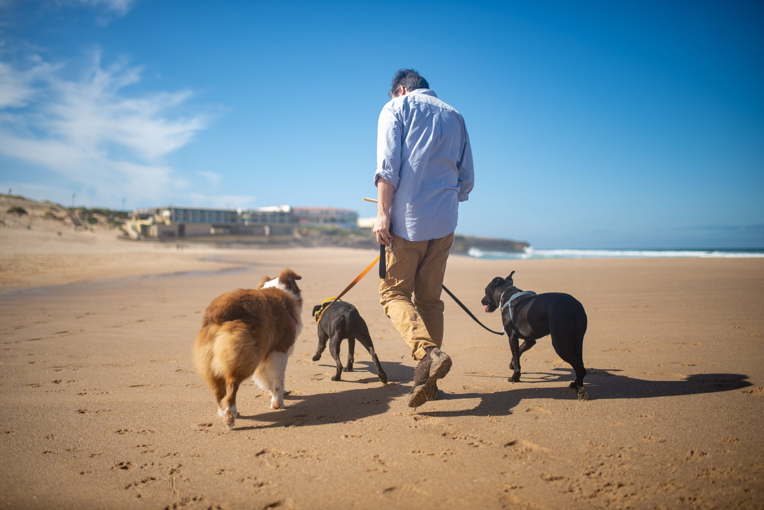 Cum îți pregătești câinele pentru vacanță. Foto: pexels.com