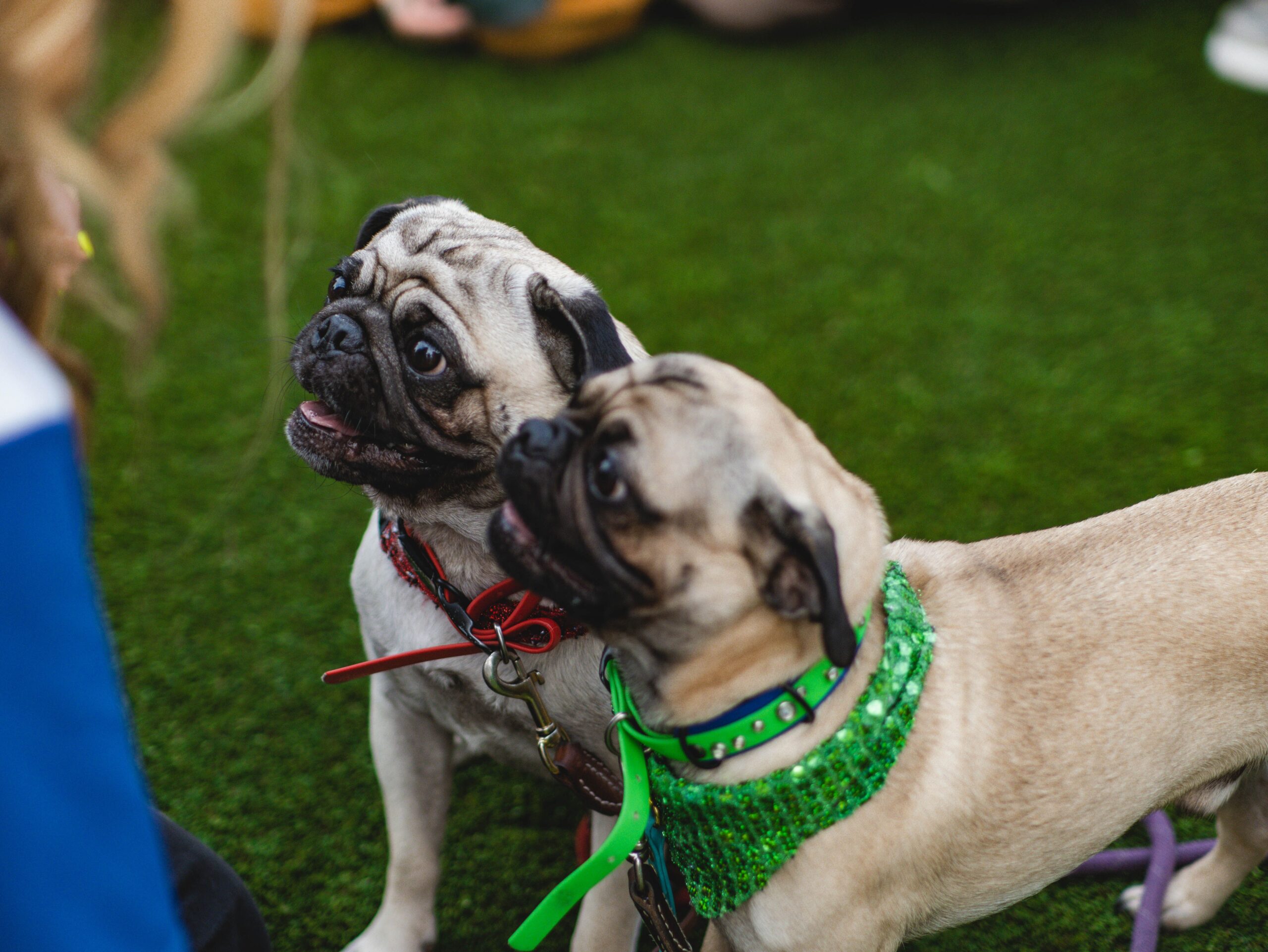 Un accesoriu pe care îl poartă aproape toți câinii le poate pune viața în pericol vara. Foto: pexels.com
