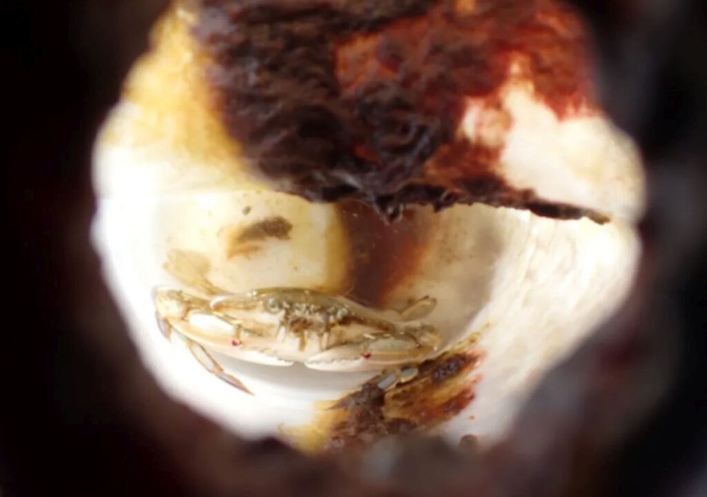 Un crab a fost găsit captiv într-o sticlă de plastic în largul oceanului, iar cercetătorii au aflat cum a supraviețuit