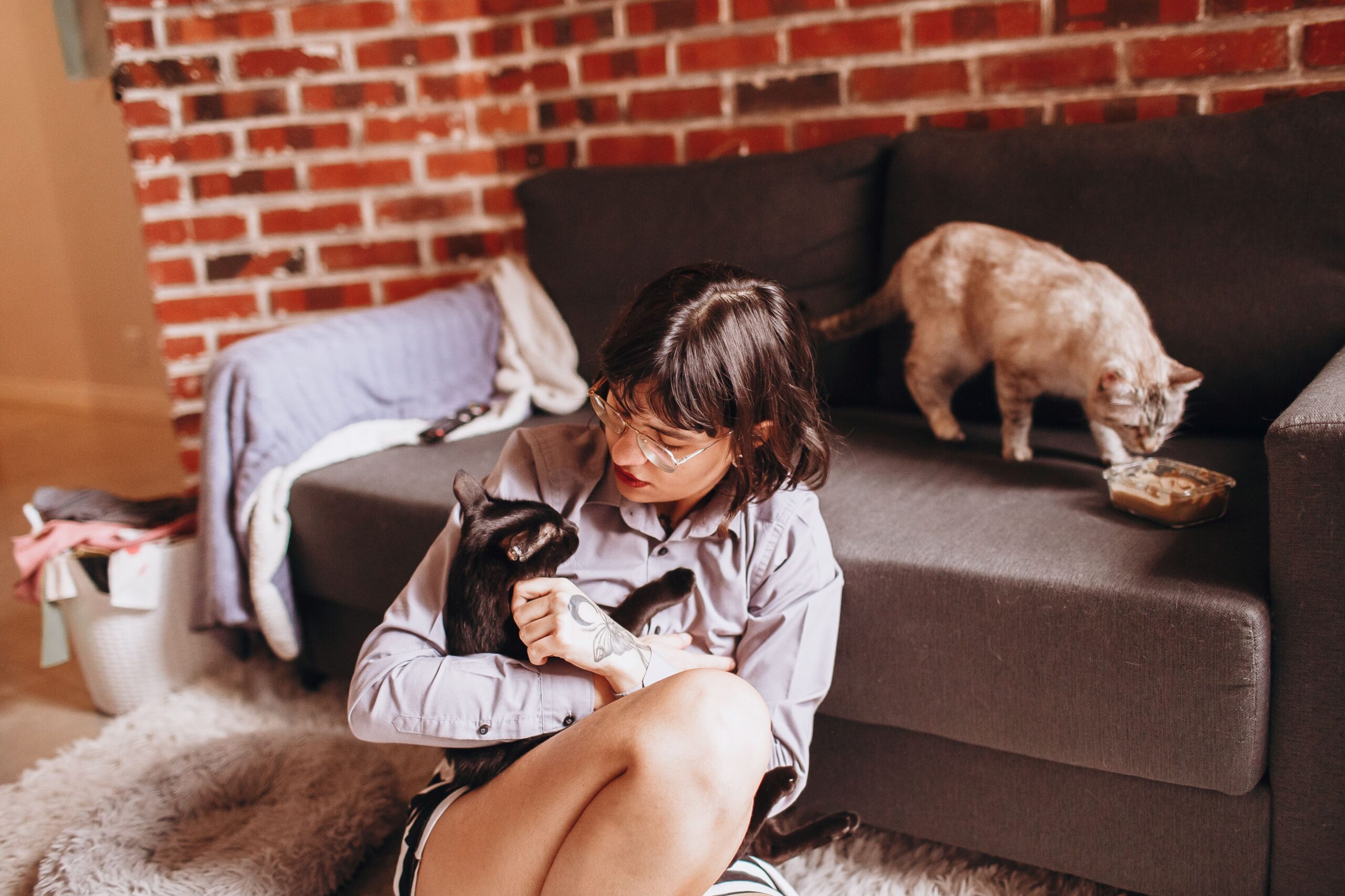 Pentru feline, clipitul lent, însoțit de o relaxare a privirii și, uneori, de întoarcerea ușoară a capului, transmite că nu există niciun pericol. Foto: pexels.com