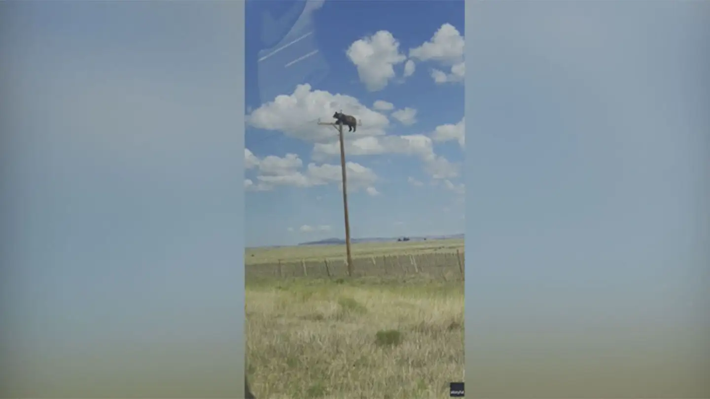 Din păcate, animalul ar fi murit electrocutat înainte ca echipele de intervenție să îl poată salva. Foto: Shannon Mullens via Storyful