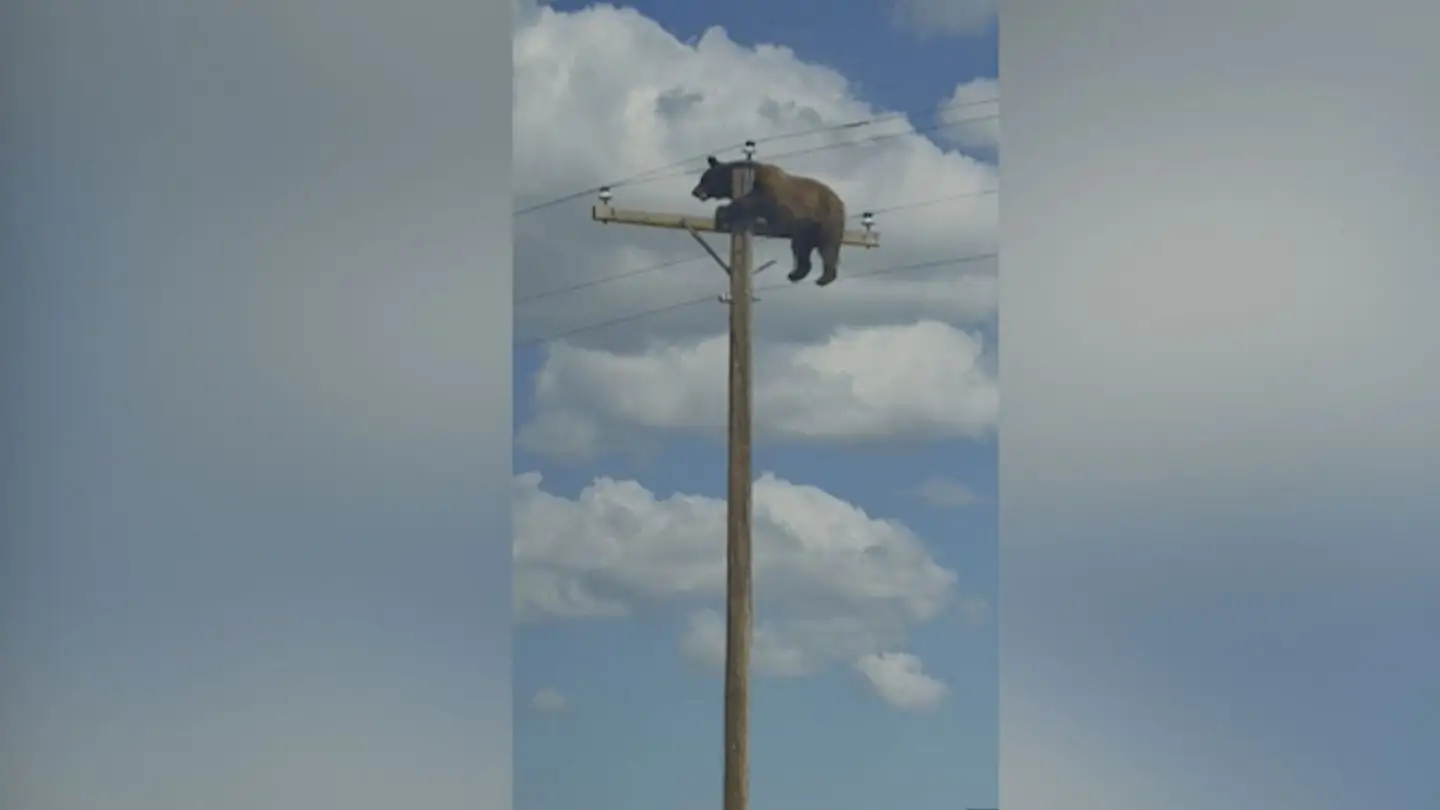 Un urs a fost filmat în vârful unui stâlp de electricitate. Foto: Shannon Mullens via Storyful