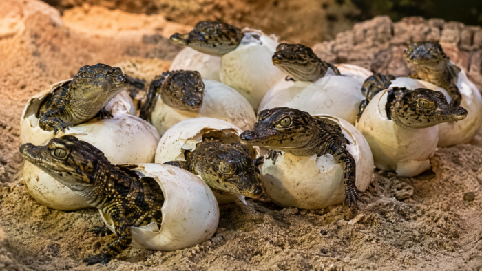 Premieră în Franța: 10 pui de crocodil de Nil au ieșit din ouă fără incubator, după ce temperaturile au urcat la valori extreme