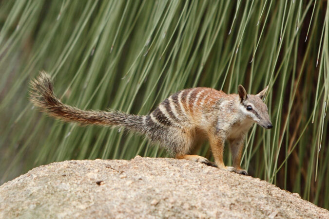Australia, țara în care speciile dispar într-un ritm alarmant. Un mic marsupial sfidează tendința
