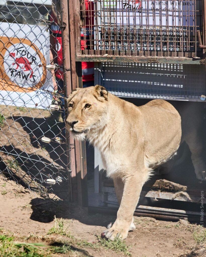 30 de lei și tigri salvați dintr-o grădină zoologică abandonată din Argentina au fost mutați în sanctuare din Africa de Sud și SUA. Foto: https://www.facebook.com/FOURPAWS.International 