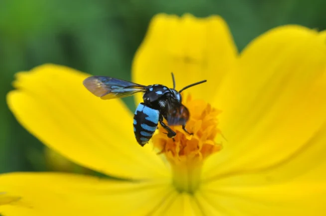 Albina cu dungi albastre din Australia, insecta care pare desprinsă dintr-un film SF. De ce îi fascinează pe cercetători?