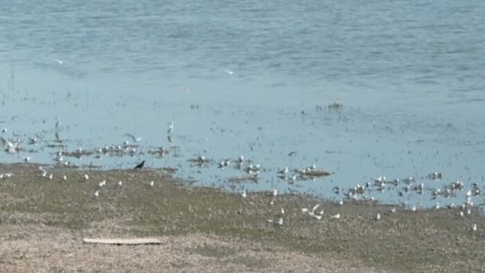 Nivelul scăzut al Dunării afectează și Delta. Colonii de păsări dispar din anumite zone, iar specialiștii avertizează asupra riscurilor