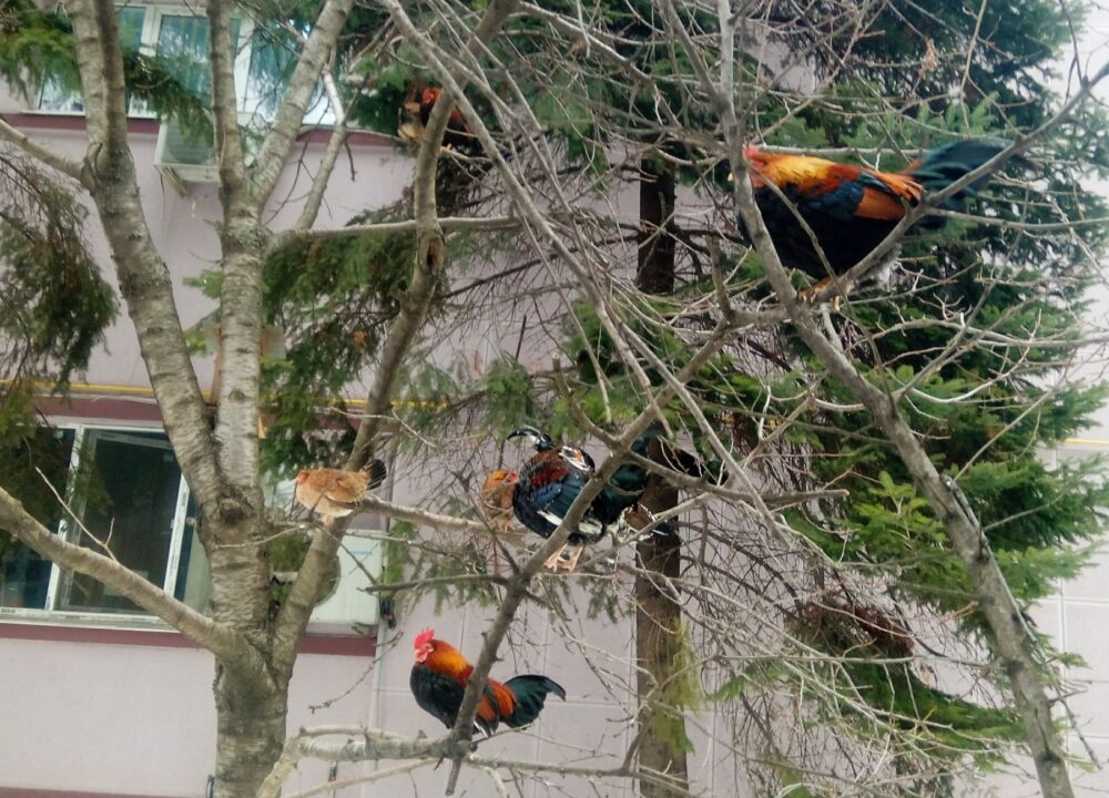 Ferma de oraș: ce animale și păsări poți crește într-o curte urbană (Casa și Grădina)
