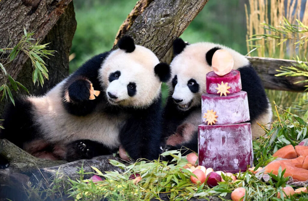 Leni și Lotti, gemenele panda din Berlin, au împlinit doi ani. Cum au fost răsfățate cele două surori?