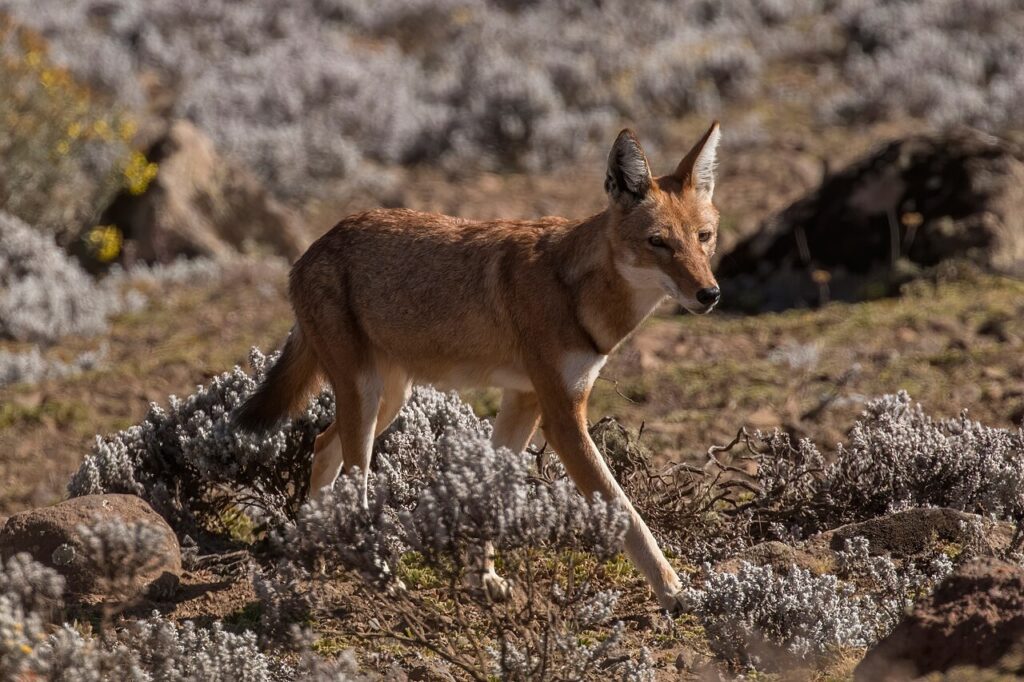 Lupul etiopian. Sursa: https://commons.wikimedia.org/wiki/File:Ethiopian_wolf_(Canis_simensis_citernii).jpg 