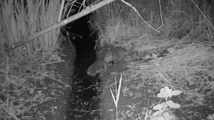 Primii pui de castor sălbatici s-au născut în Norfolk după mai bine de 500 de ani. Specia dispăruse din Anglia, după ce animalele au fost vânate