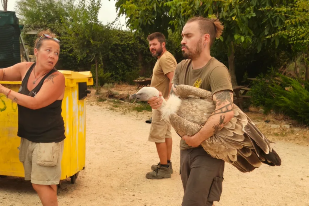 Militarii au evacuat cai, capre, vaci și păsări de curte, dar au verificat și starea unor animale mai puțin obișnuite, precum struți, cămile sau crocodili. Foto: Safari Madrid
