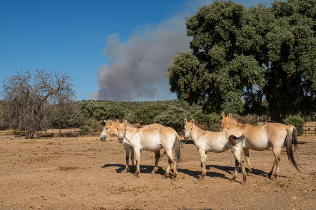 Animale salvate din incendiile din Spania. Sursa foto: Safari Madrid