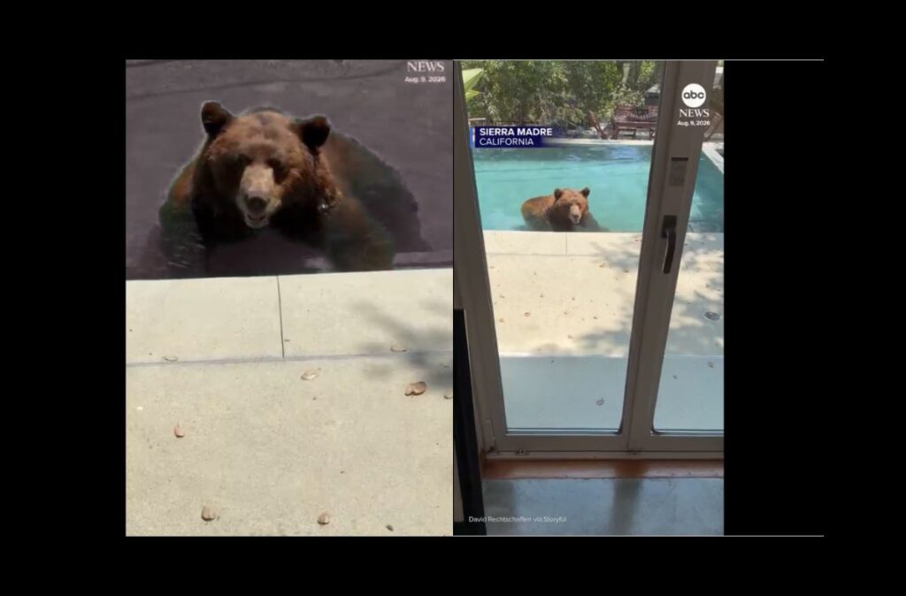 S-a simțit ca acasă: un urs a intrat în piscina unei familii din California și a profitat din plin de „invitație” | VIDEO