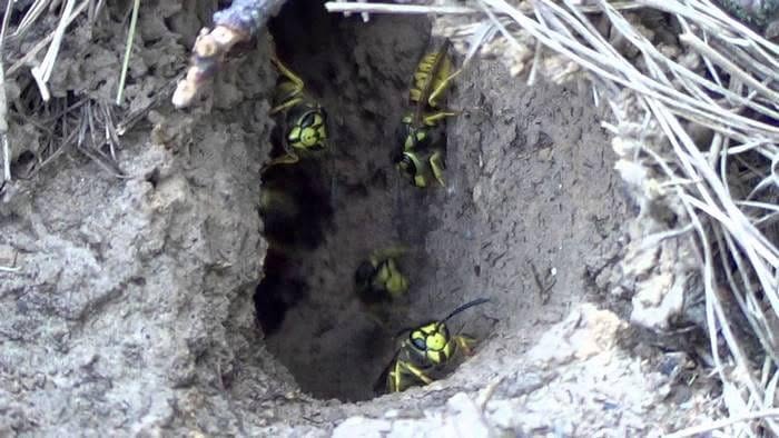 Salvamont Bihor avertizează asupra numărului mare de viespi de pe traseele din Padiș. Sursa foto: Facebook