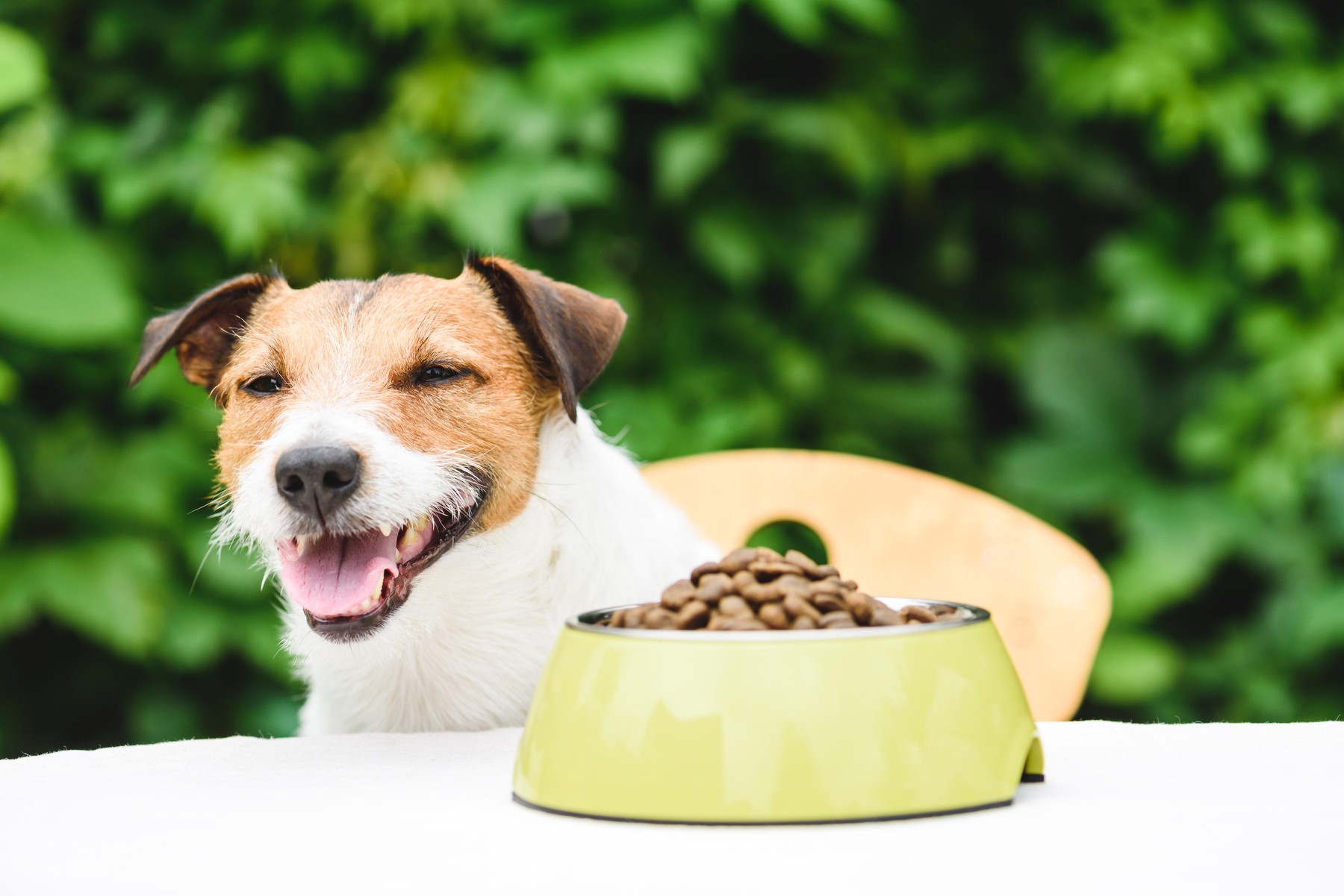 Temperaturile ridicate pot schimba apetitul și necesarul energetic al câinelui. Mirela Iacob a explicat ce trebuie să știe orice stăpân. Sursa foto: alexei_tm / Alamy / Profimedia