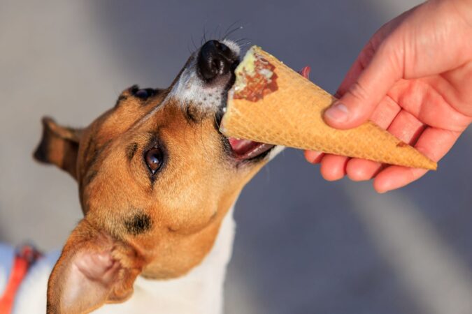 Ce ai voie să-i dai câinelui de la masa ta și ce îi poate face rău. Medicul veterinar avertizează asupra alimentelor care trebuie evitate: „Câinii nu au voie sare” EXCLUSIV
