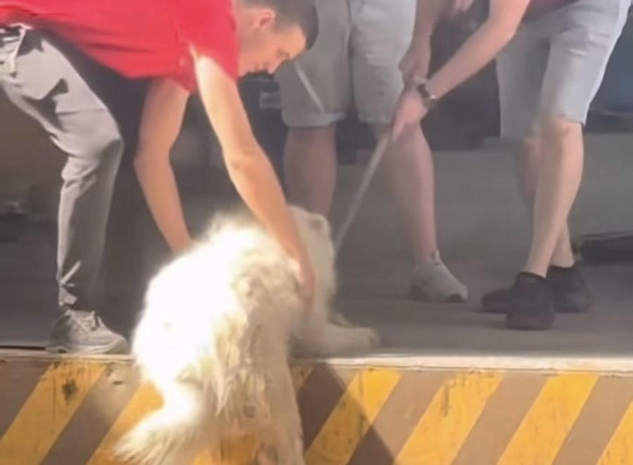 Angajații unei firme de curierat au alungat un câine în soare, la 40 de grade Celsius. Sursa foto: captură video YouTube