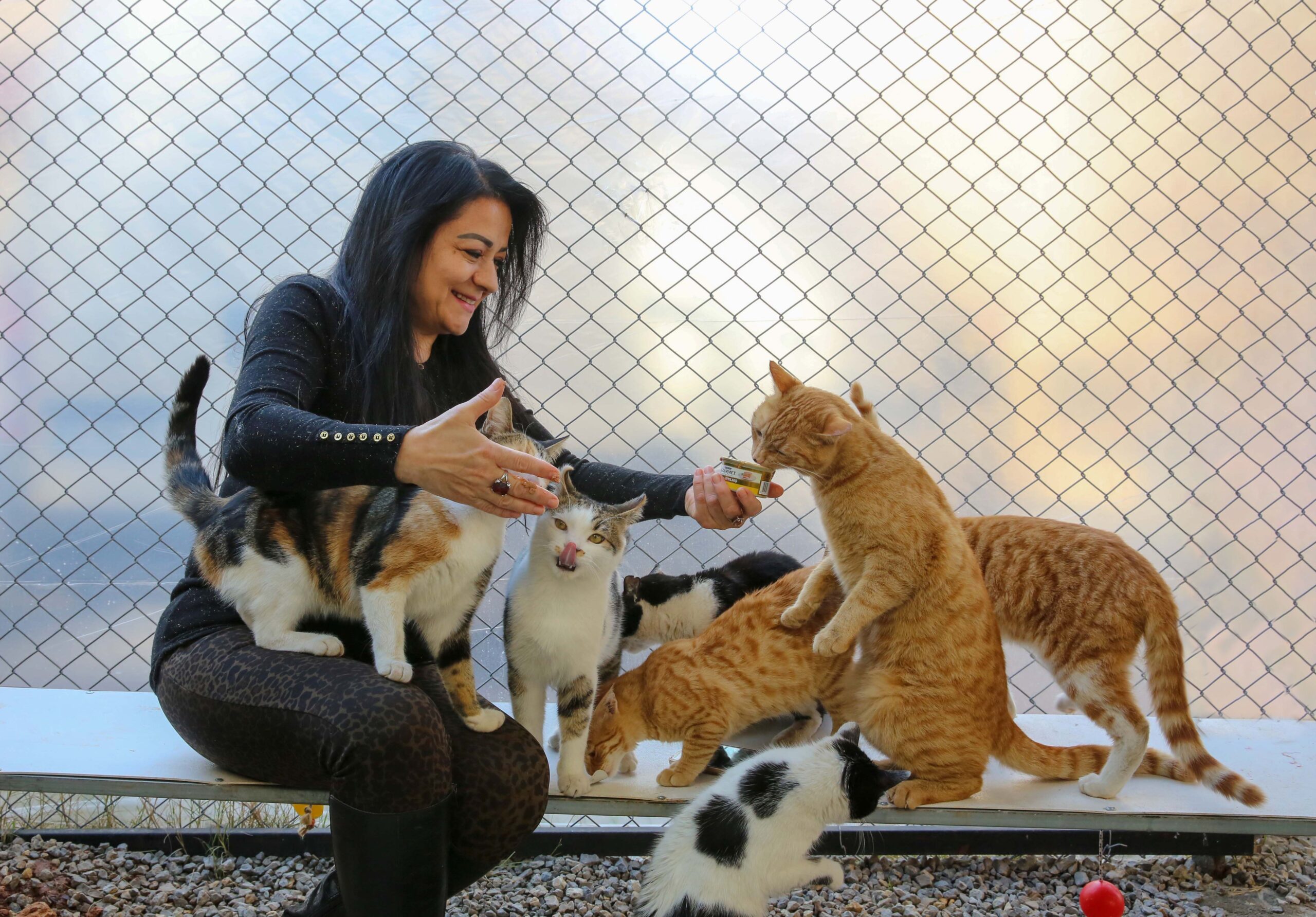 Animalele de companie pot alunga singurătatea, dar există și o capcană. Foto: pexels.com