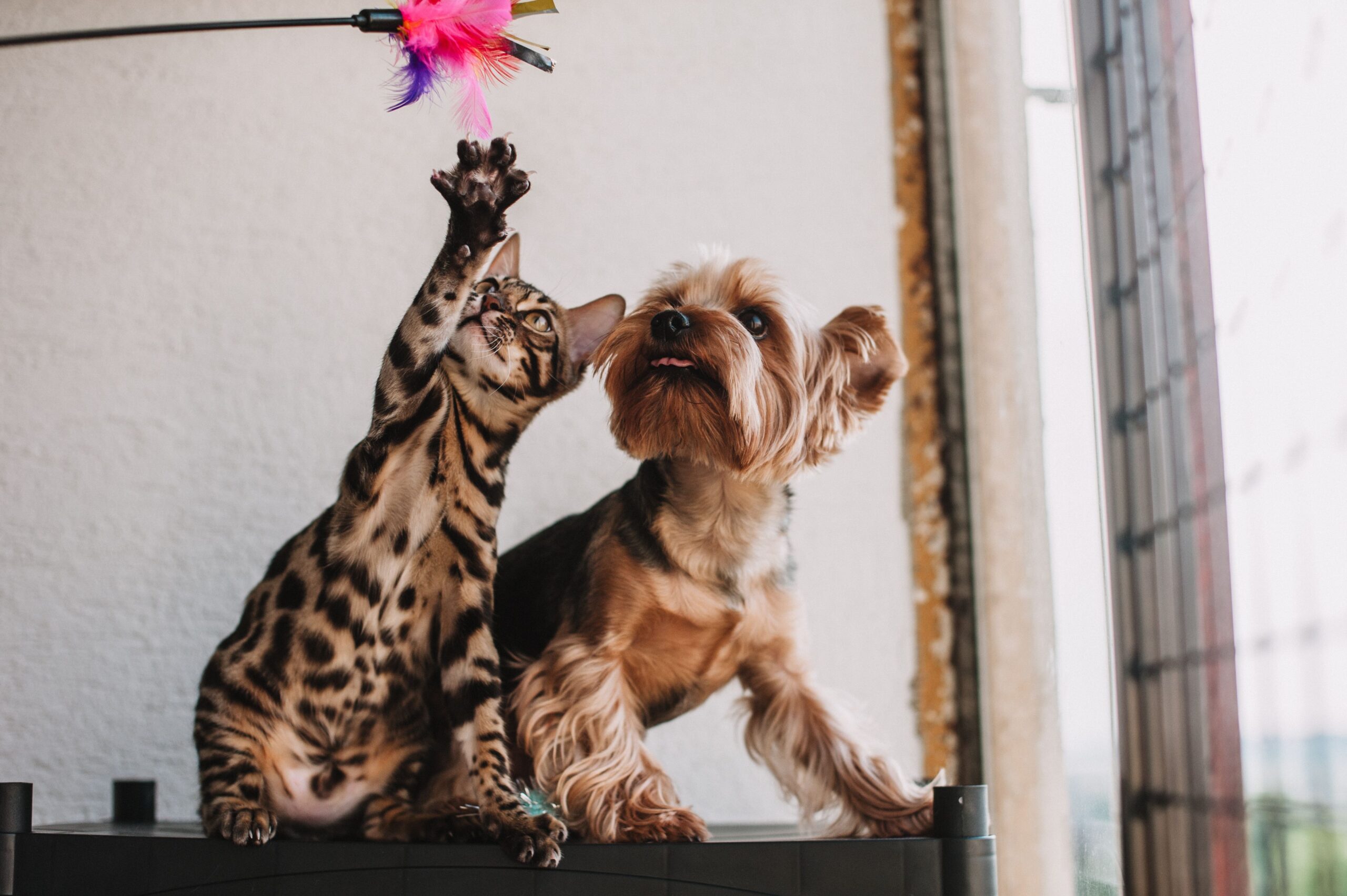 Folosirea animalului ca substitut pentru relațiile umane nu a fost asociată cu o stare de bine mai bună. Foto: pexels.com