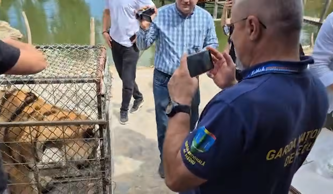 Cei patru lei urmează să fie transportați la Grădina Zoologică din Galați, în timp ce cei doi urși vor ajunge la Sanctuarul de Urși de la Zărnești. Sursa foto: captură video YouTube Antena 3
