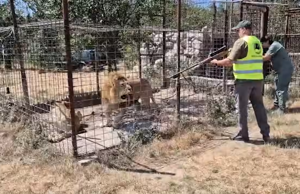 Printre animalele găsite se numără lei, tigri și urși. Sursa foto: captură video YouTube Antena 3
