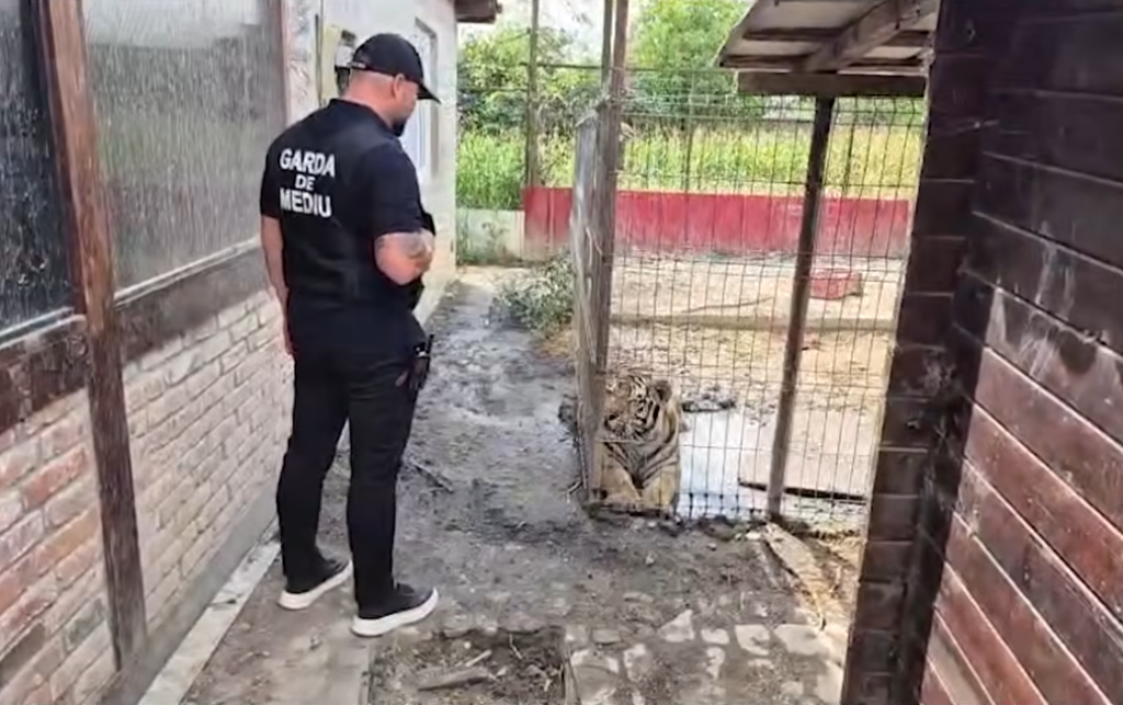 Animalele de la grădina zoologică ilegală din Dâmbovița au fost ridicate. Sursa foto: captură video YouTube Antena 3