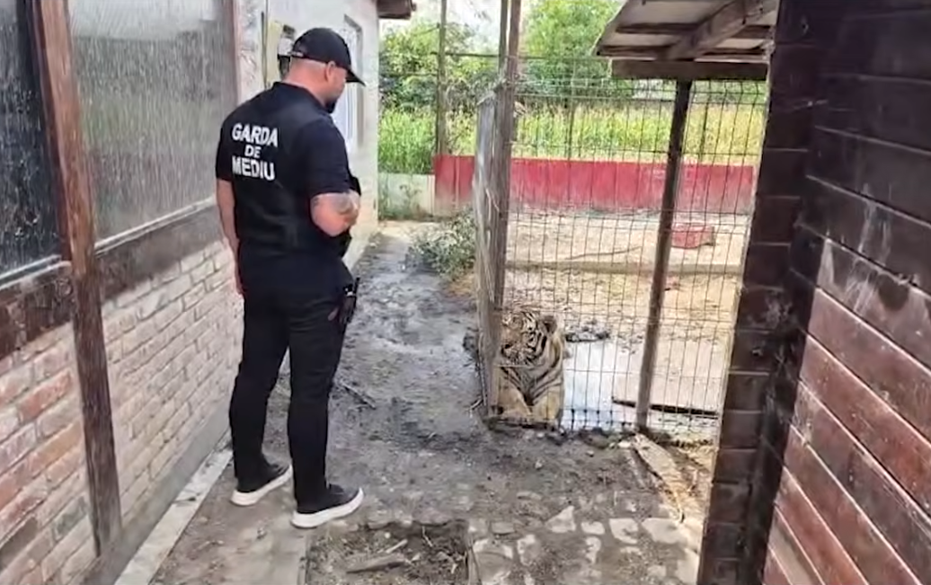 Animalele de la grădina zoologică ilegală din Dâmbovița au fost ridicate. Sursa foto: captură video YouTube Antena 3