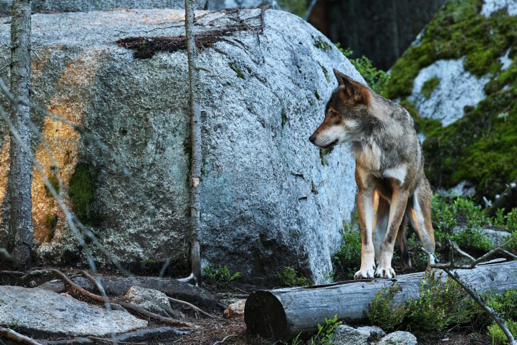 Ziua Internațională a Lupului: 10 lucruri fascinante pe care probabil nu le știai despre unul dintre cele mai misterioase animale ale lumii