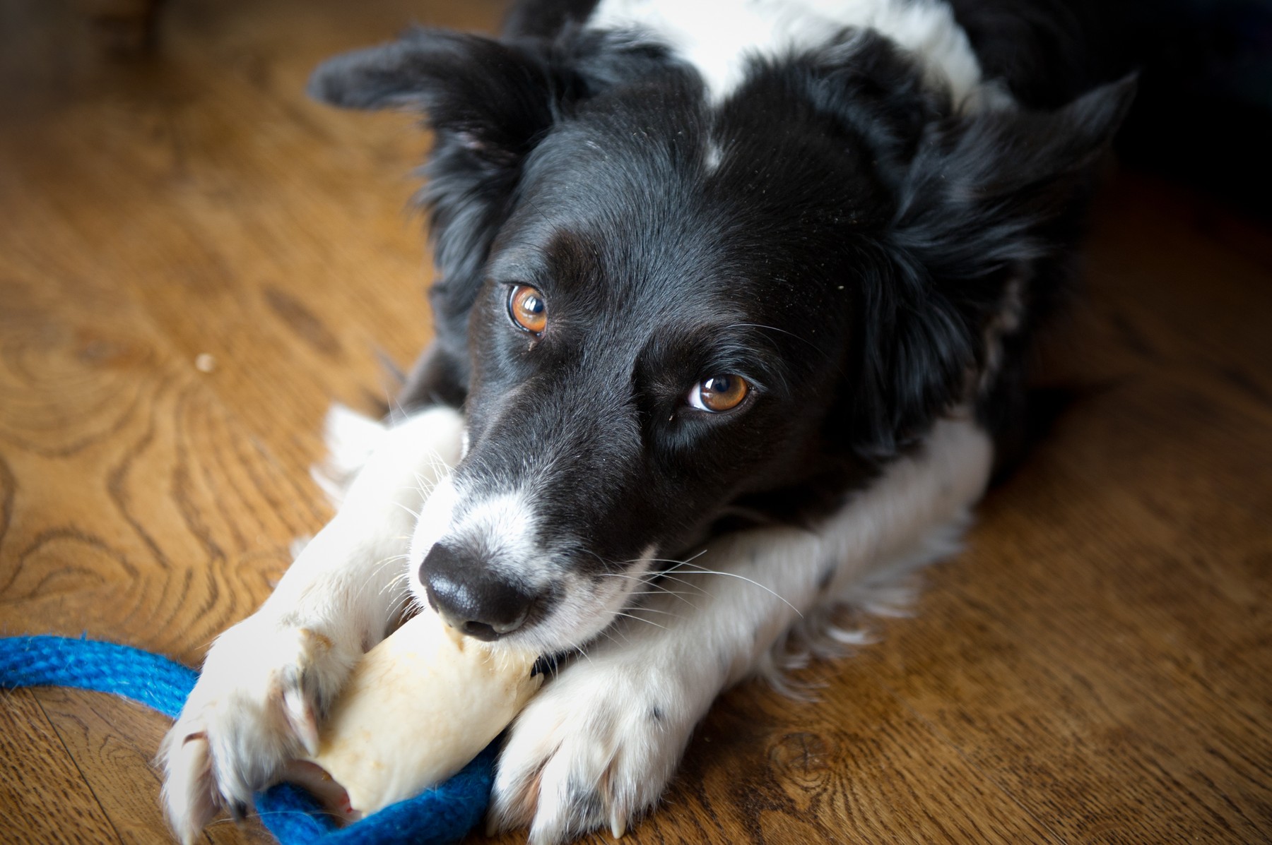 Inteligența unui Border Collie poate fi și o provocare. Un crescător a explicat ce comportamente pot apărea când câinele nu primește suficientă mișcare și stimulare. Sursa foto: Edwin Remsberg / VWPics / Profimedia
