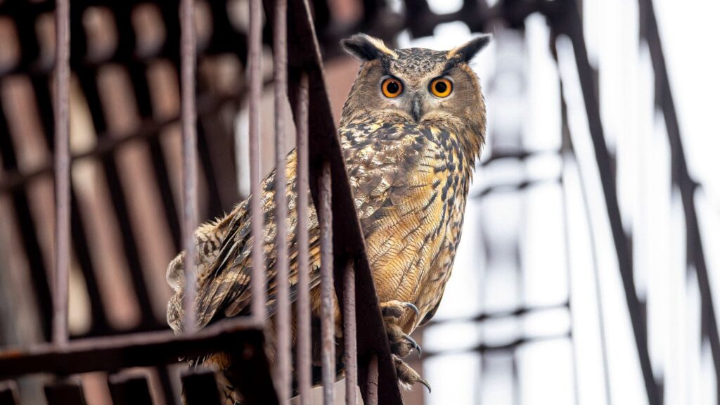 Bufnița Flaco, legenda care a cucerit New York-ul. Documentarul „Wild Inside” spune povestea incredibilă a păsării care a unit un oraș întreg