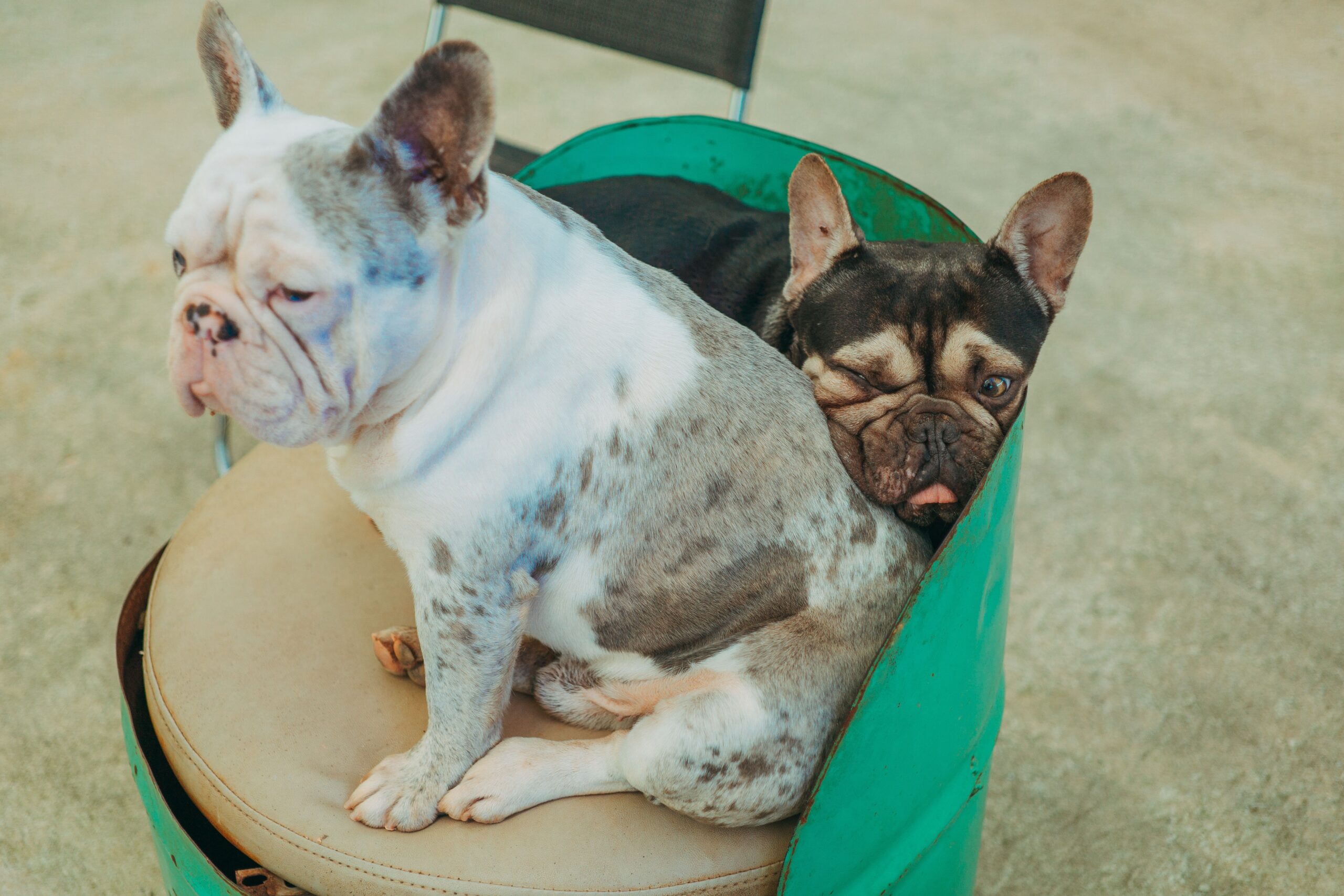 În ultimii 10 ani, numărul bulldogilor francezi care au ajuns în grija RSPCA a crescut cu un uluitor 3.800%. Foto: pexels.com